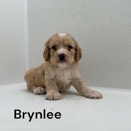 puppy, for, sale, Cocker Spaniel, Joe & Cherri  Overlease, dog, breeder, Miller, MO, dog-breeder, puppy-for-sale, forsale, nearby, find, puppyfind, locator, puppylocator, aca